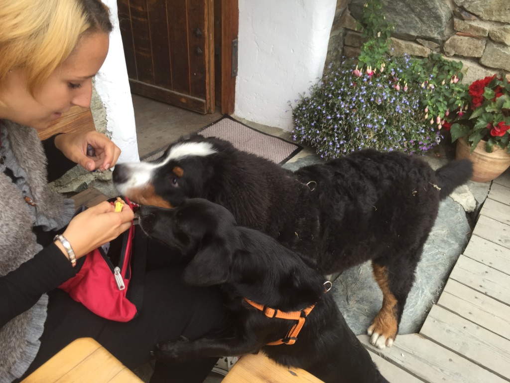 Urlaub mit Hund Wellnesshotel Seeschlößchen