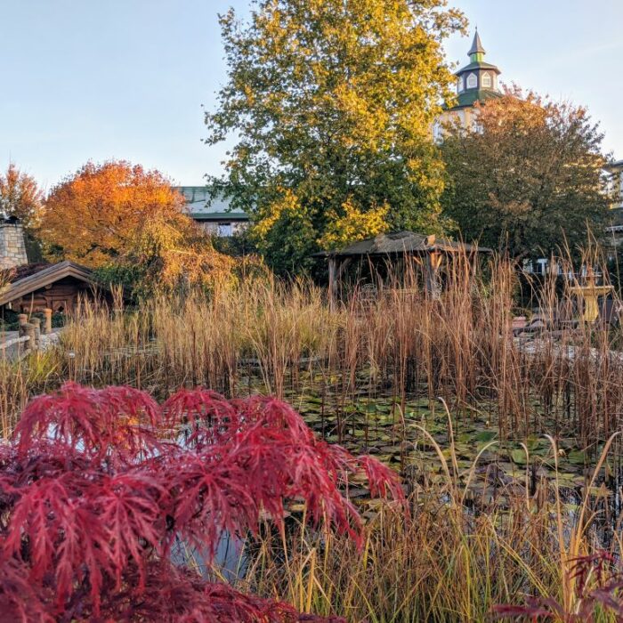 Blick über Teich mit Herbstlaub